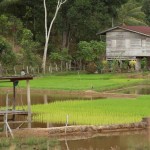 Rice field in Kota Belud